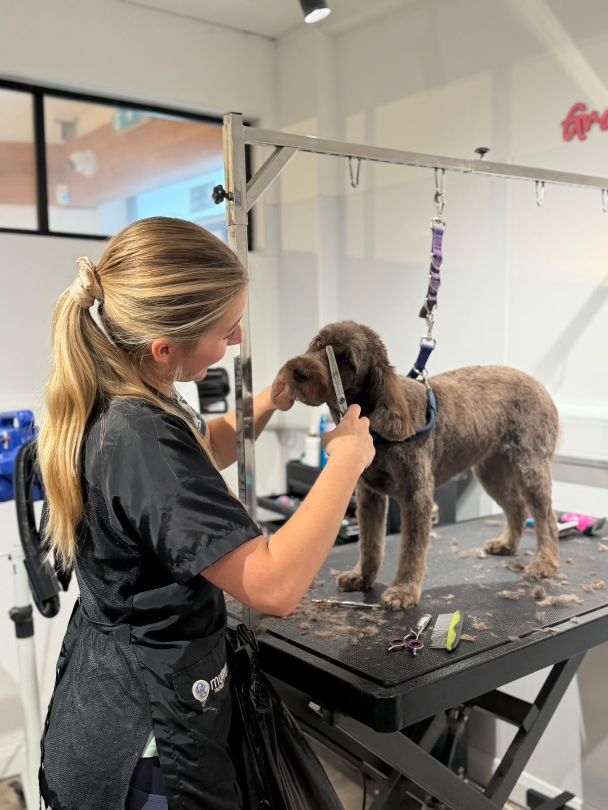 A groomer carefully scissoring a border terrier's coat on the grooming table