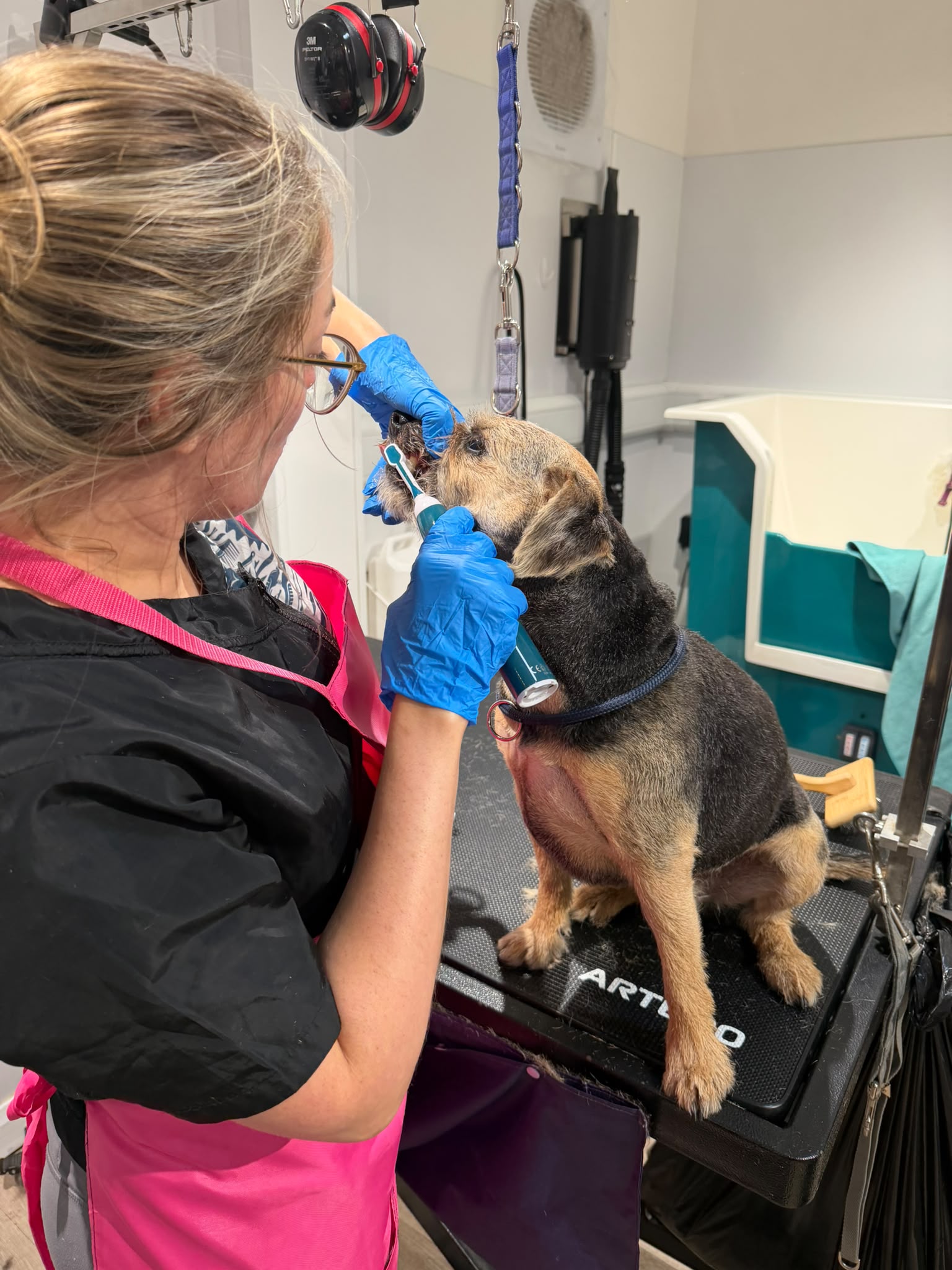 A groomer gently cleaning a calm terrier's teeth with a dog toothbrush on the grooming table