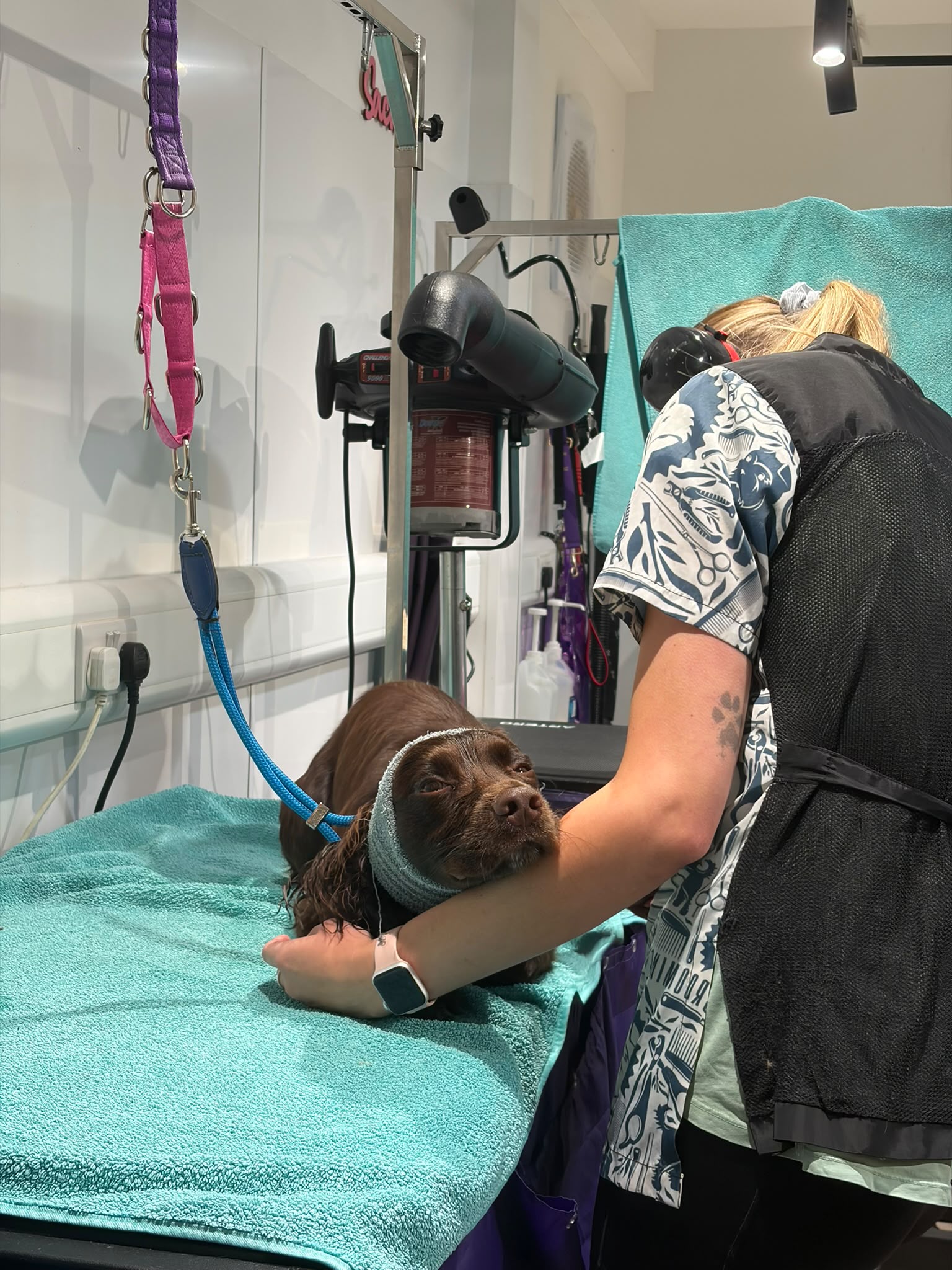 A groomer hand-drying a small dog on a soft towel
