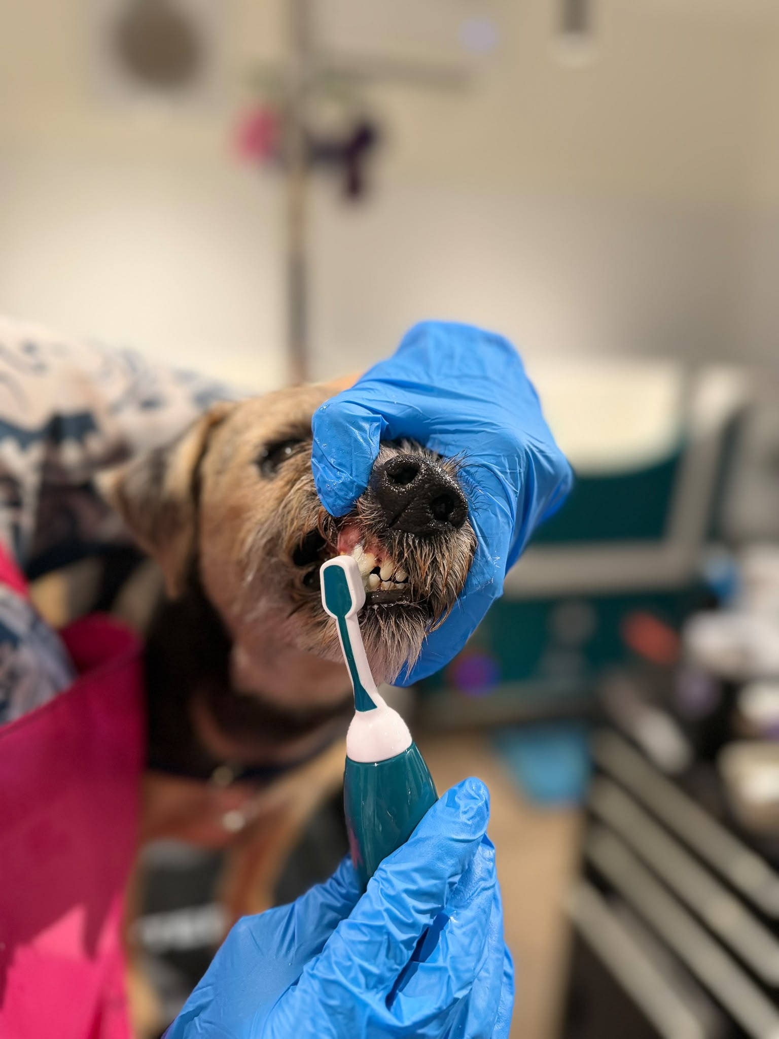 A dog toothbrush being used on a terrier's front teeth in the salon