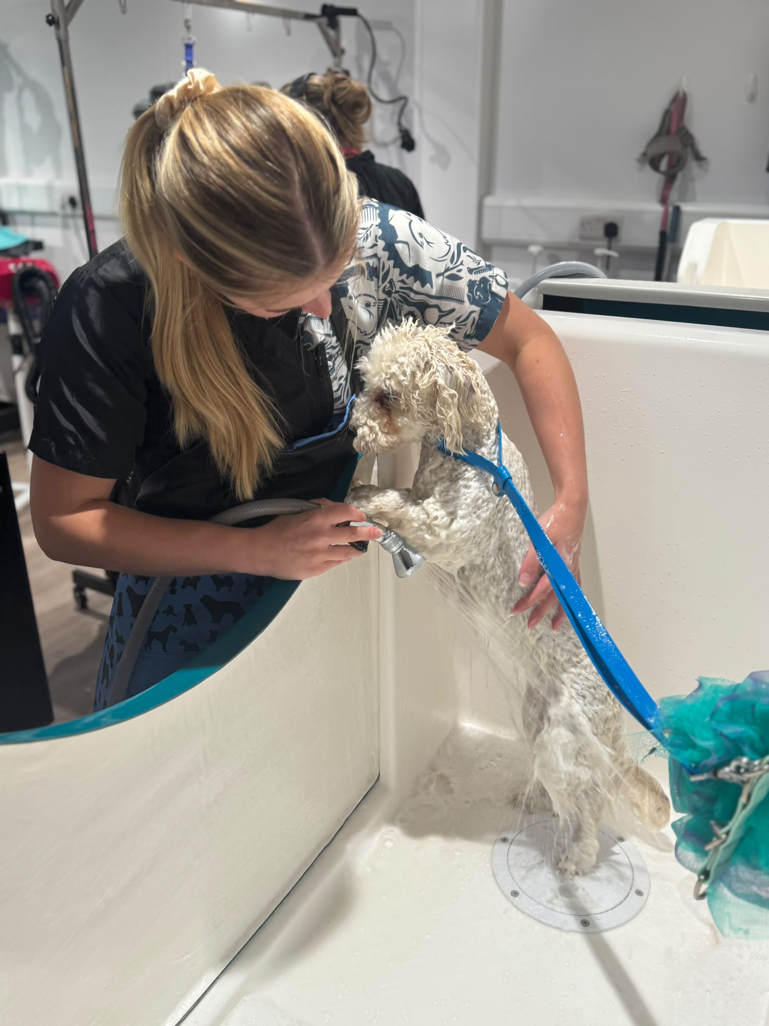 A groomer bathing a cream doodle in the salon's walk-in bath