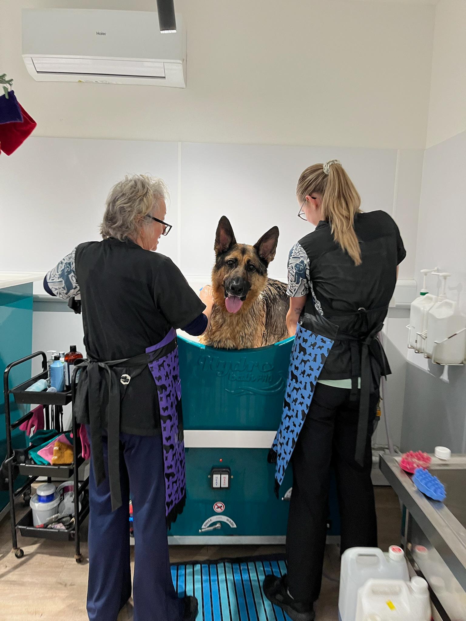 Two groomers working together with a German Shepherd in the bath