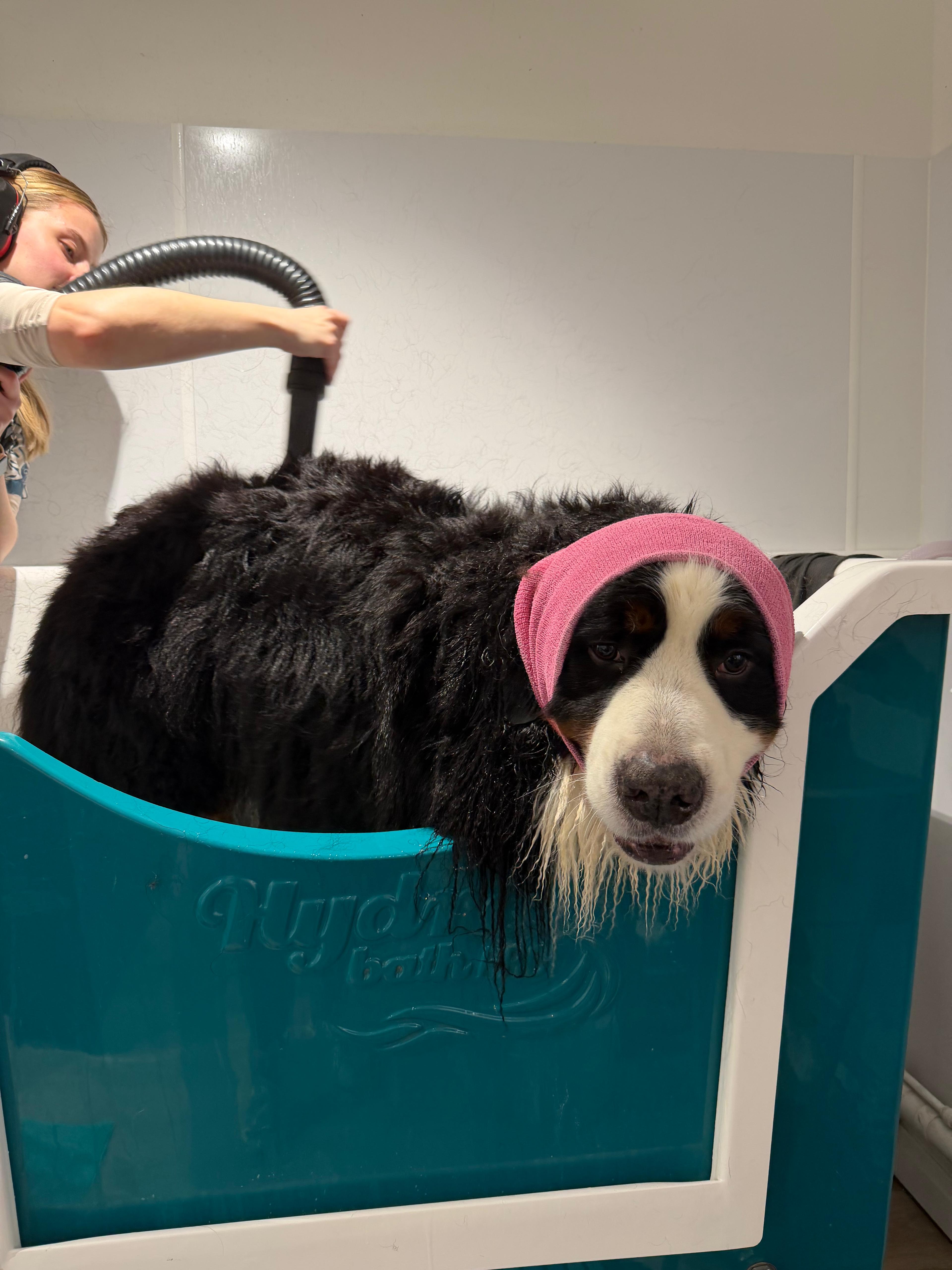 A long-coated dog being bathed in the salon tub, ears protected by a snood