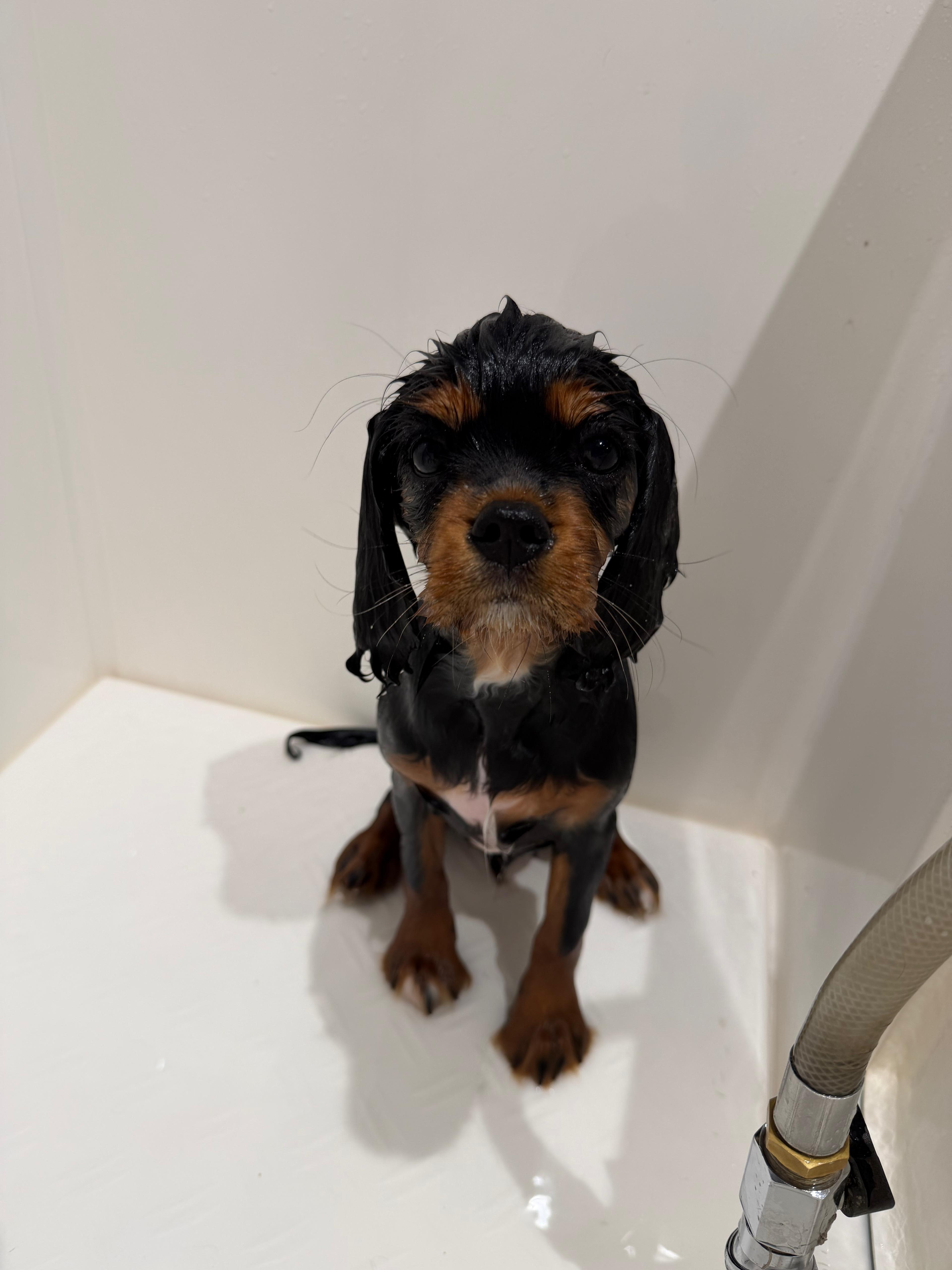 A young black and tan puppy sitting in the salon bath