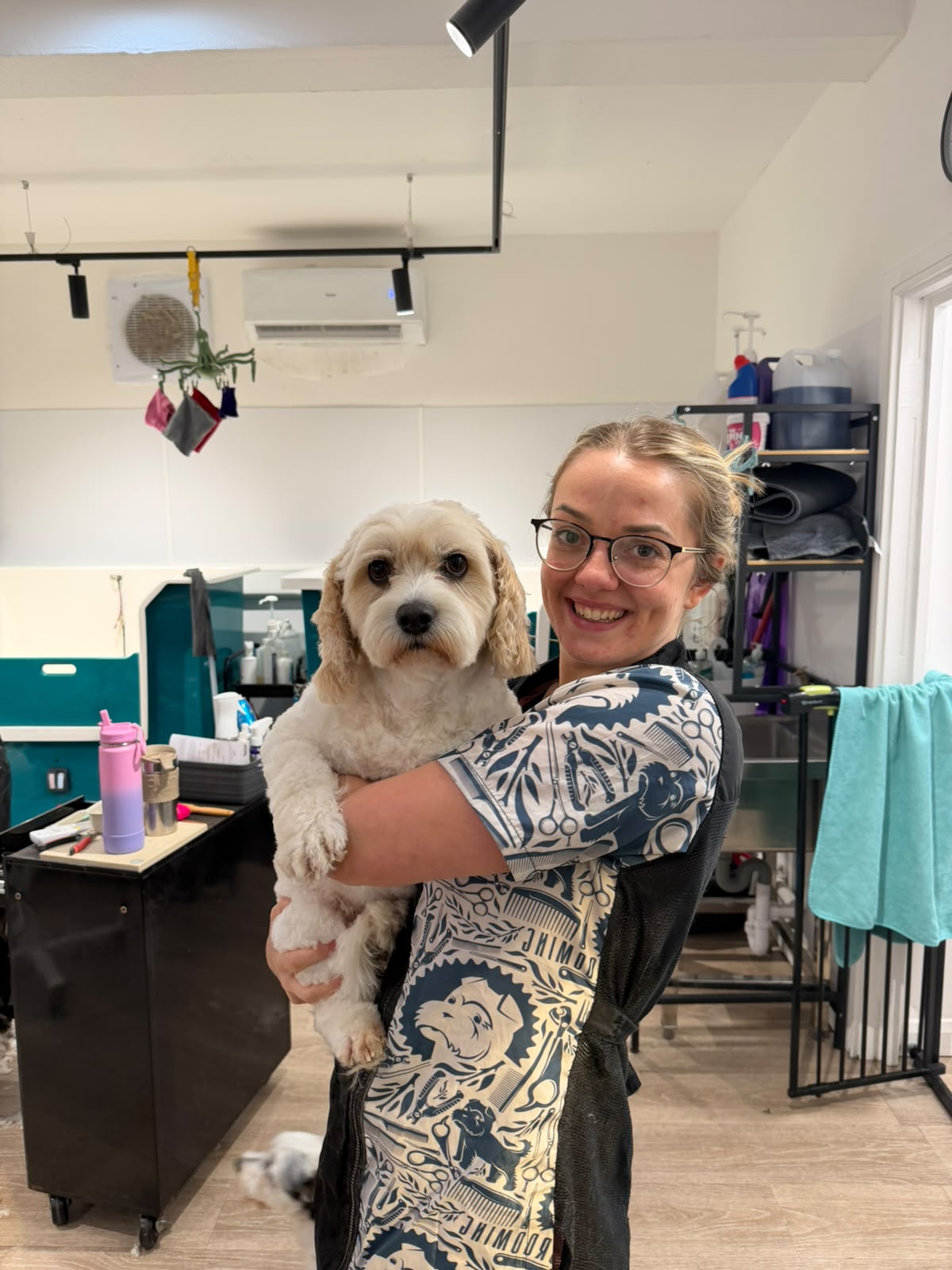 A groomer holding a freshly groomed cavachon in the salon