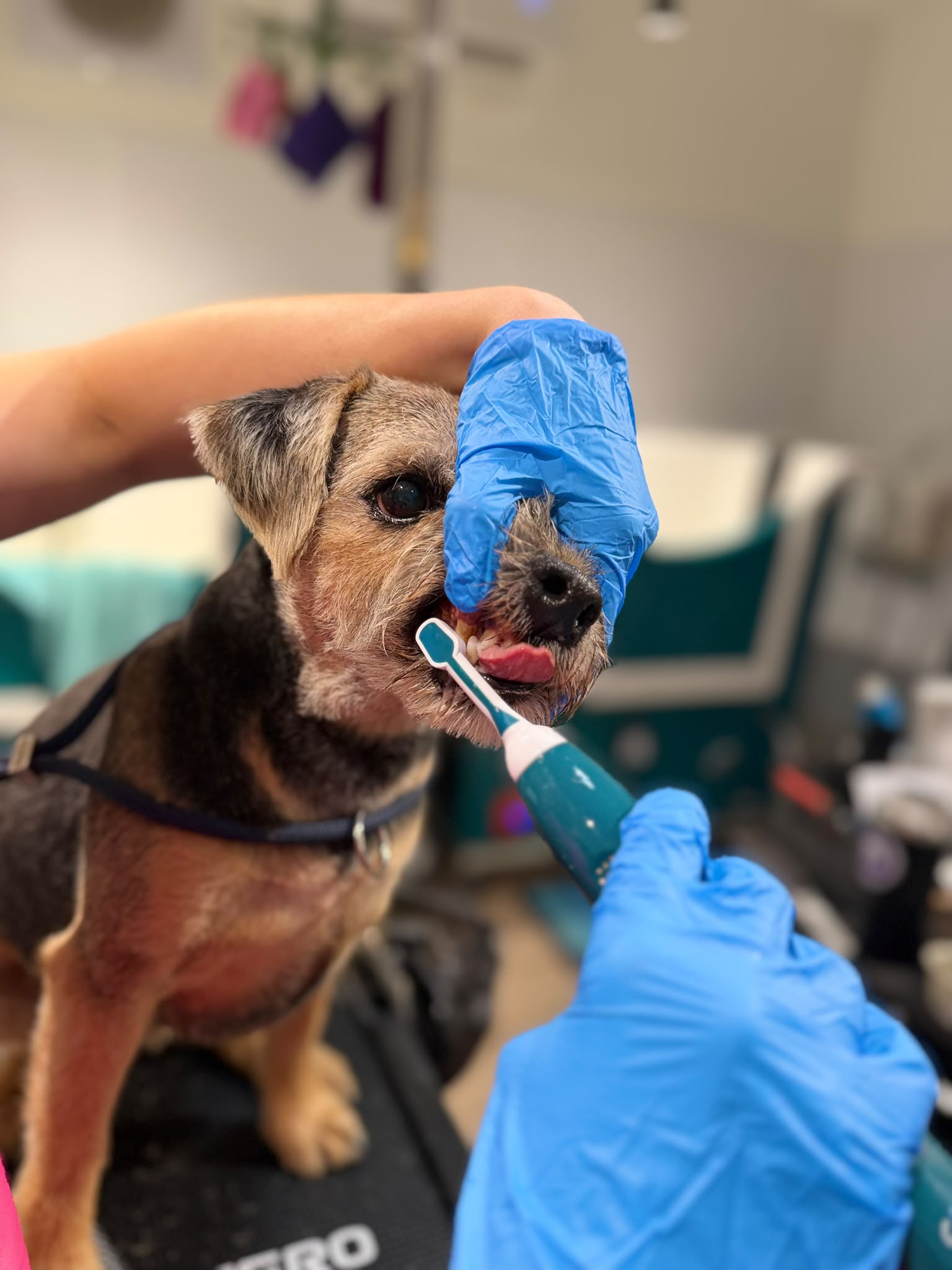 Close-up of a terrier having its teeth brushed at Short Bark & Sides