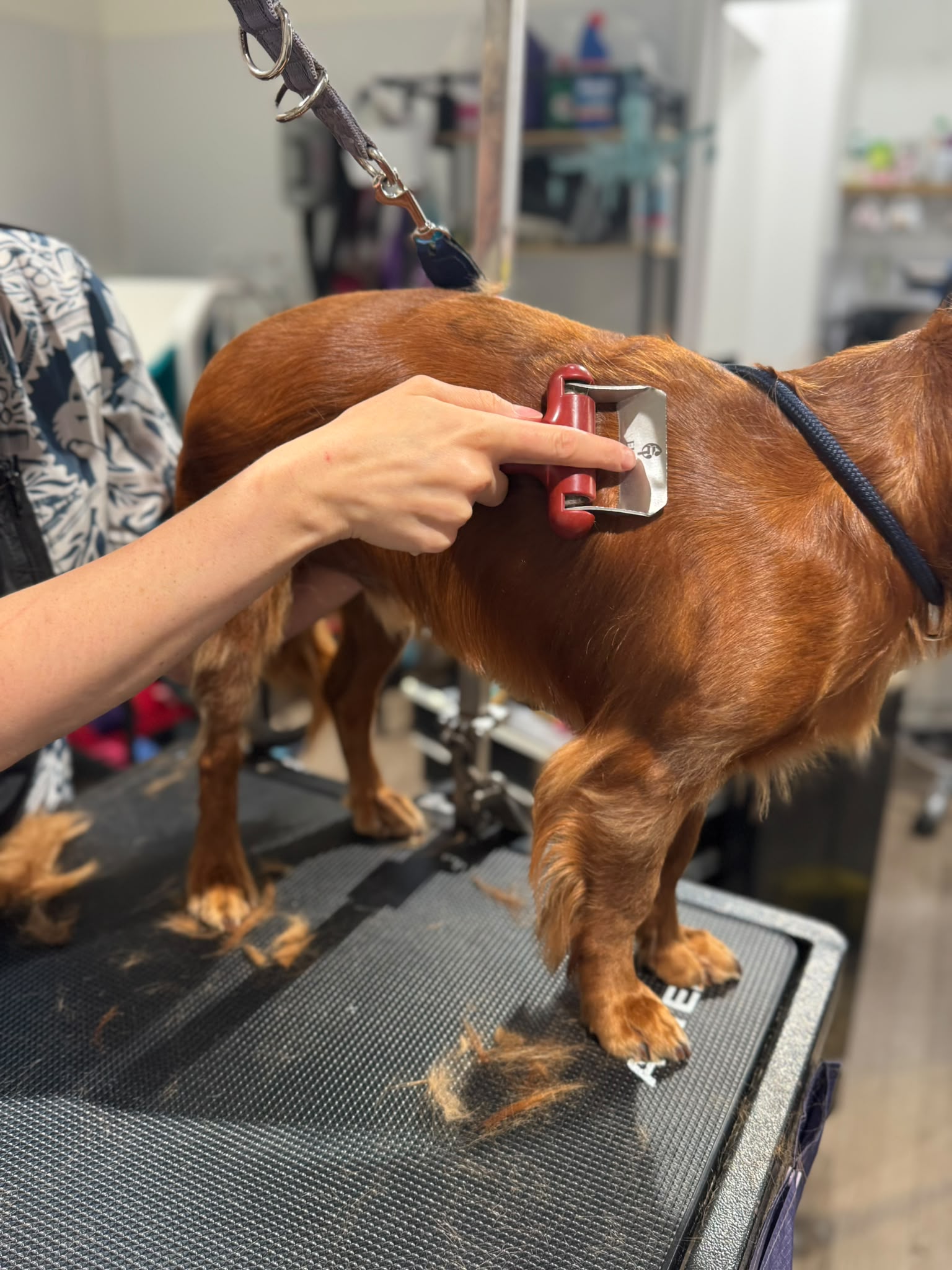 A groomer working a de-shedding tool through a red spaniel's coat on the grooming table