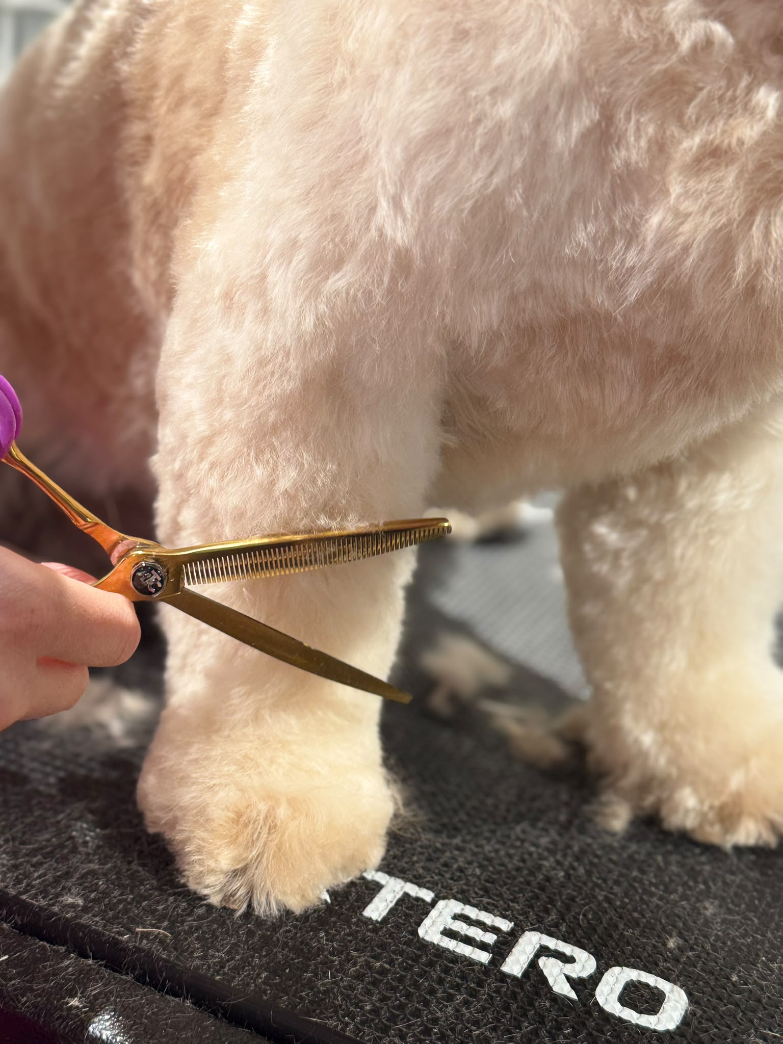 Close-up of scissors tidying the leg of a cream-coated dog