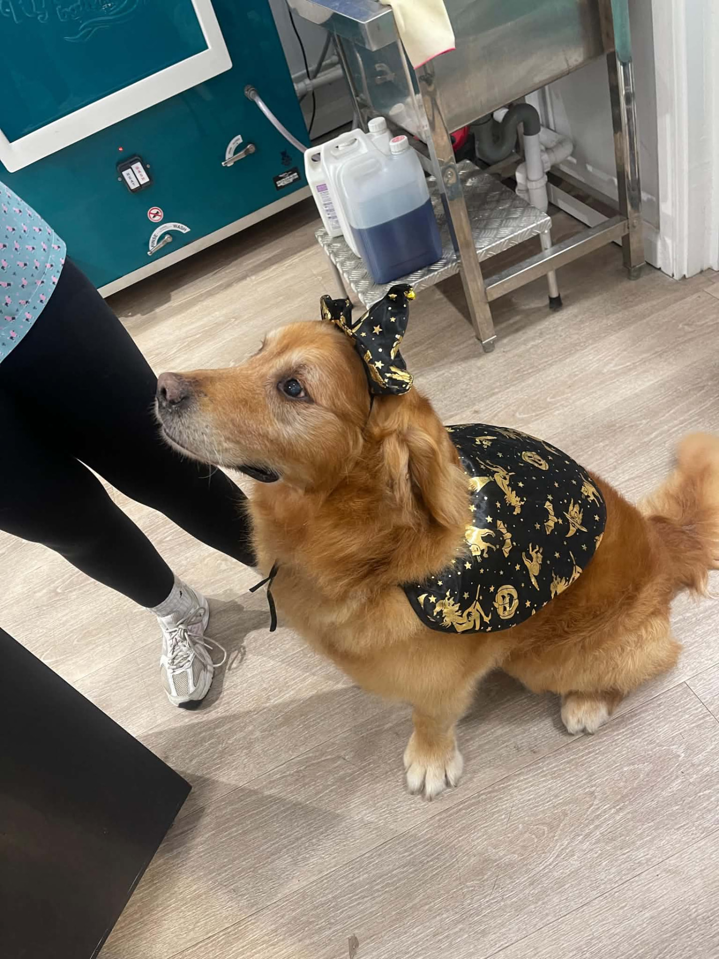 A golden retriever in a Halloween witch hat and cape at the salon
