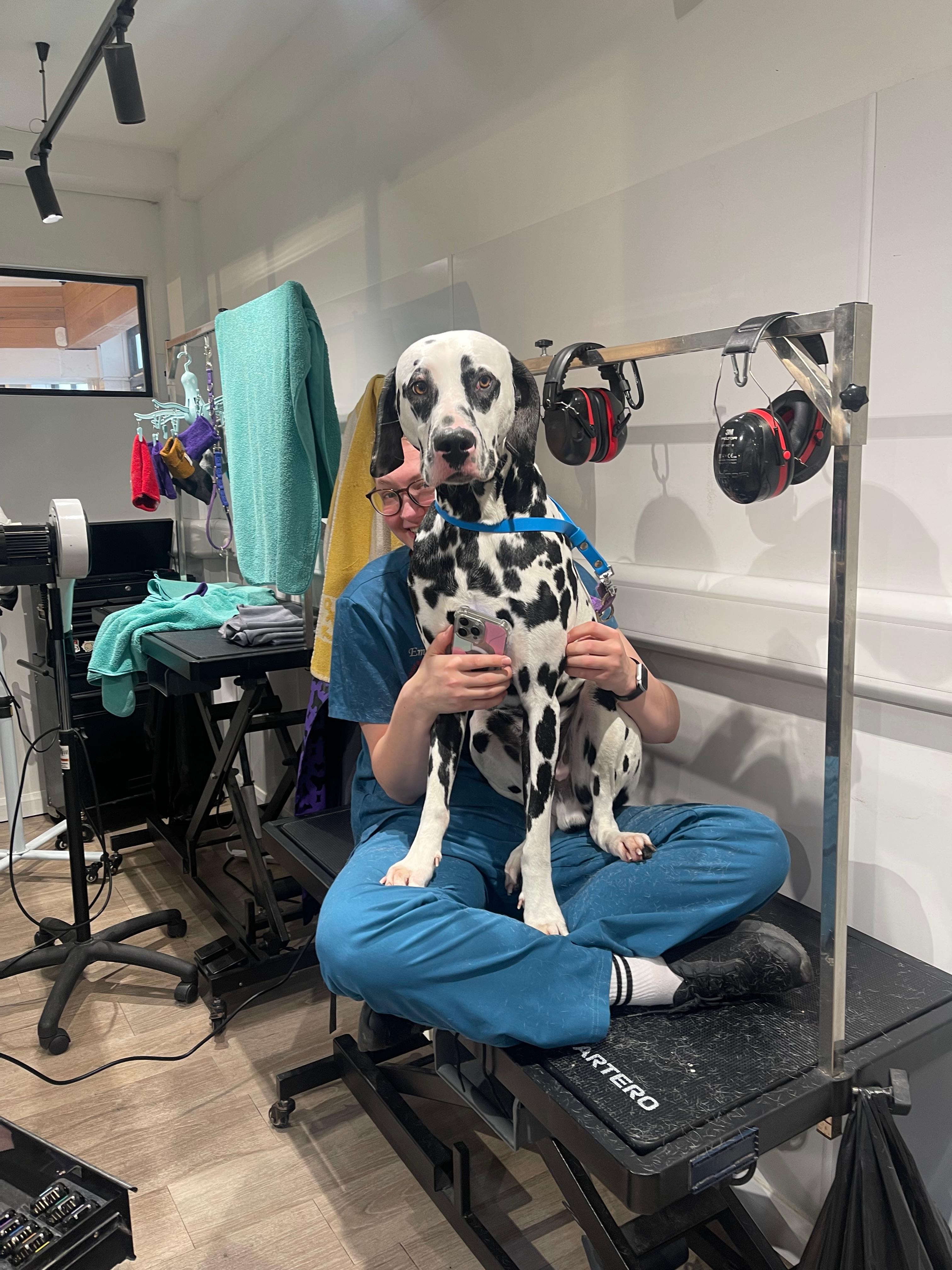 A groomer sitting on the grooming table holding two dalmatian puppies