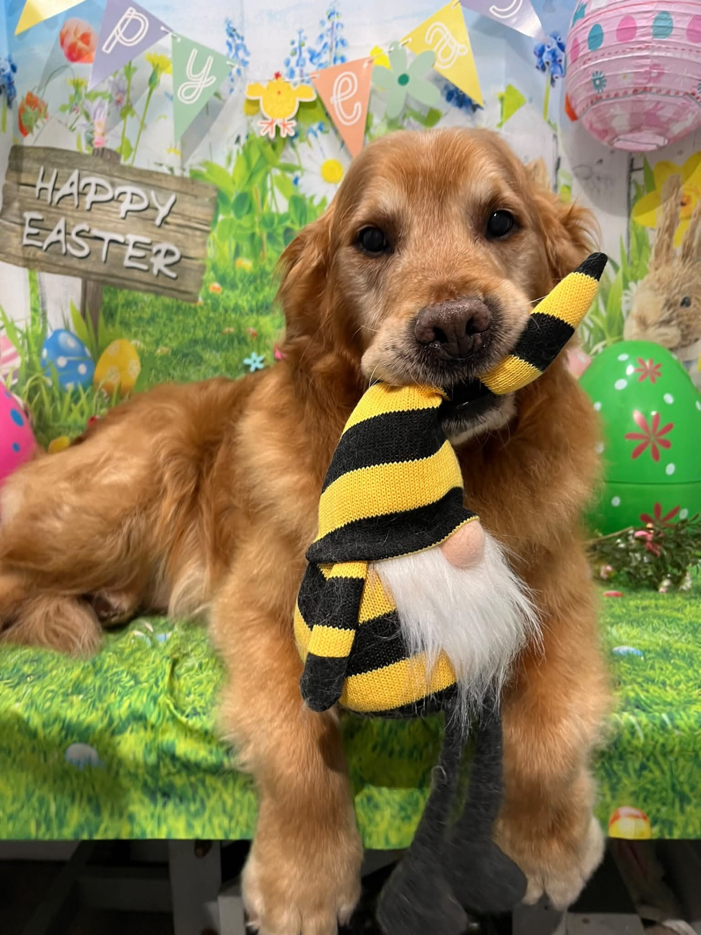A golden retriever holding a gnome toy in front of the salon's Easter backdrop