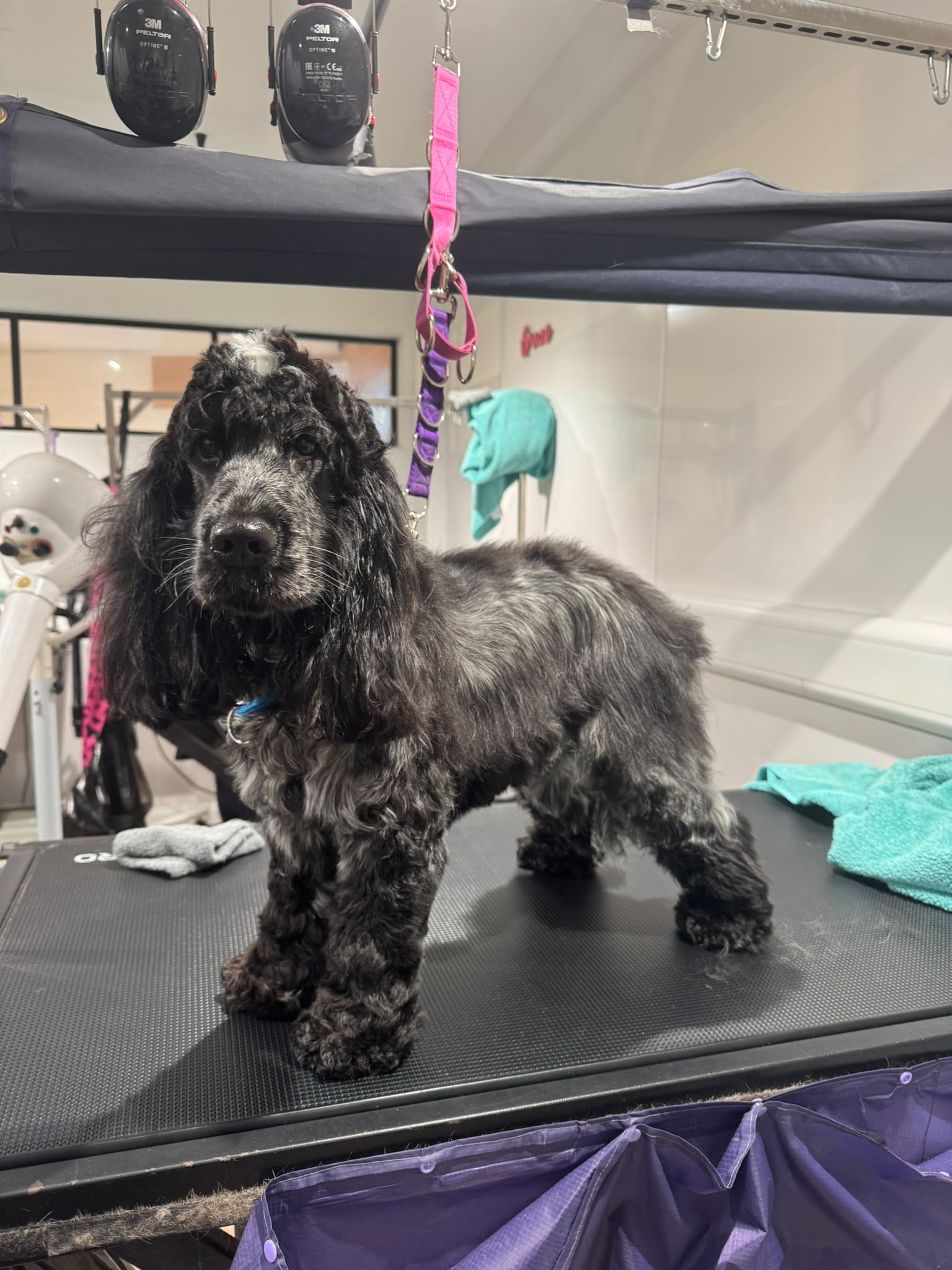A freshly groomed blue roan cocker spaniel on the grooming table