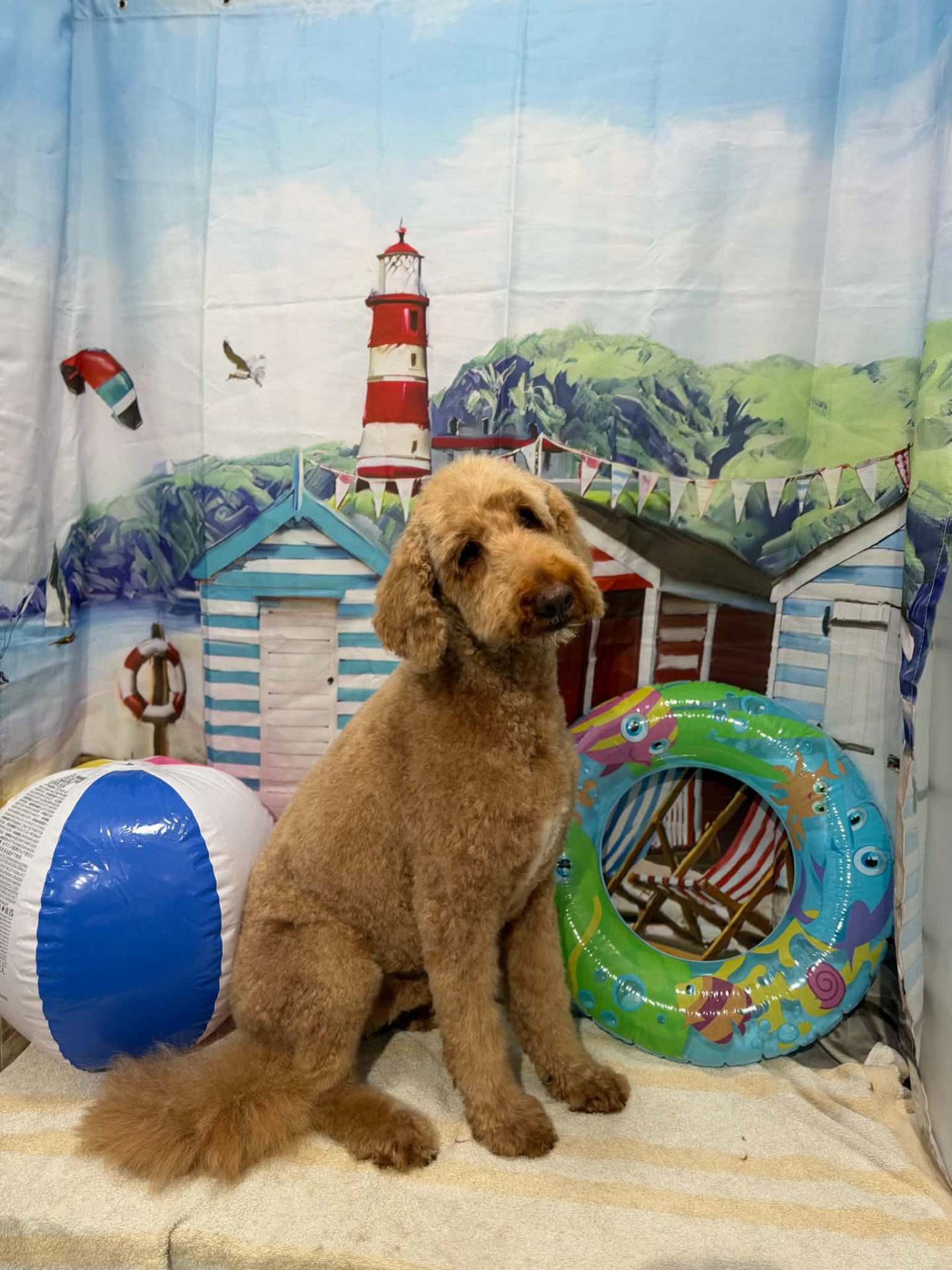 A freshly groomed apricot doodle sitting in front of the salon's seaside backdrop