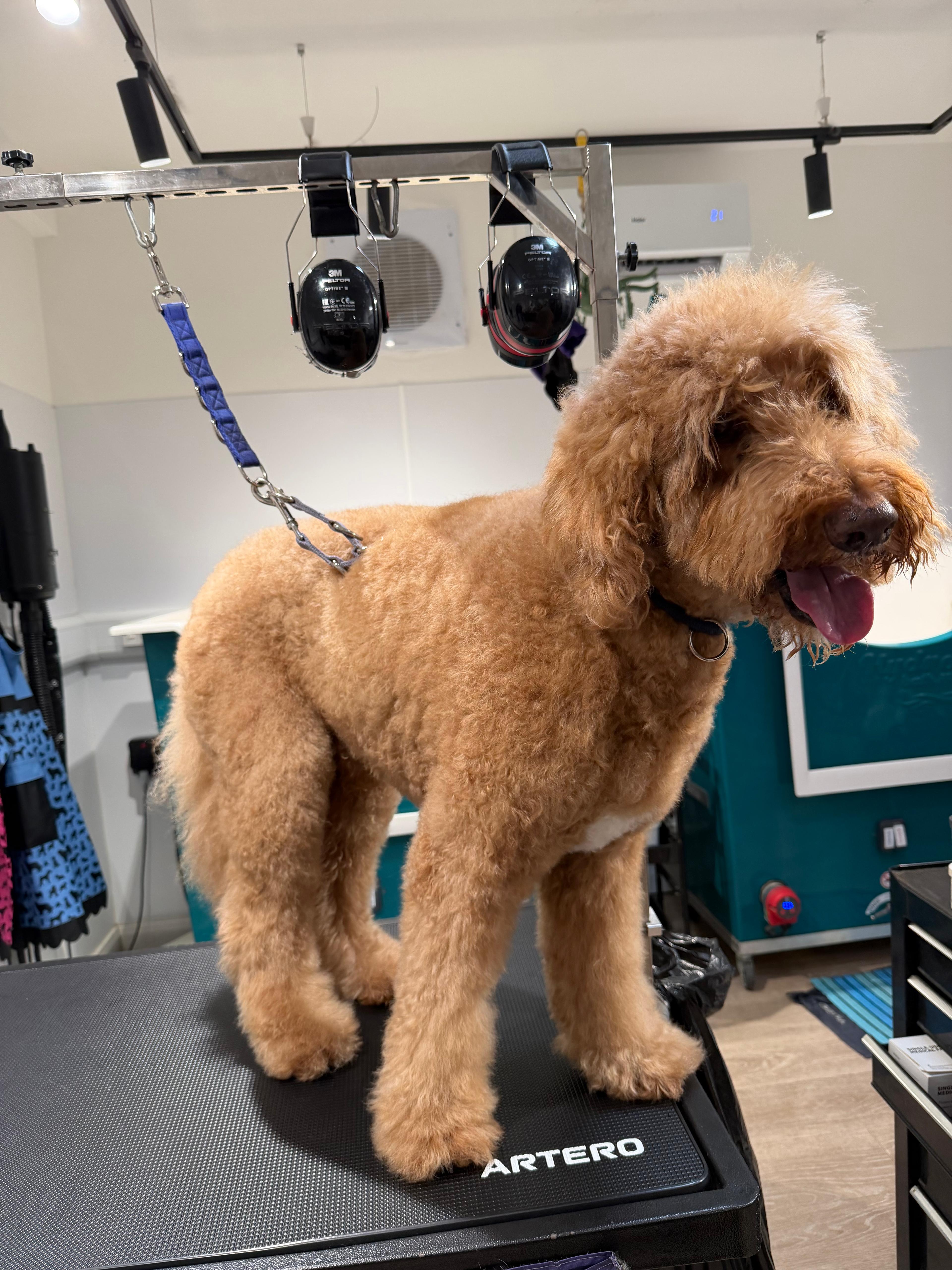 A freshly groomed apricot doodle standing on the grooming table